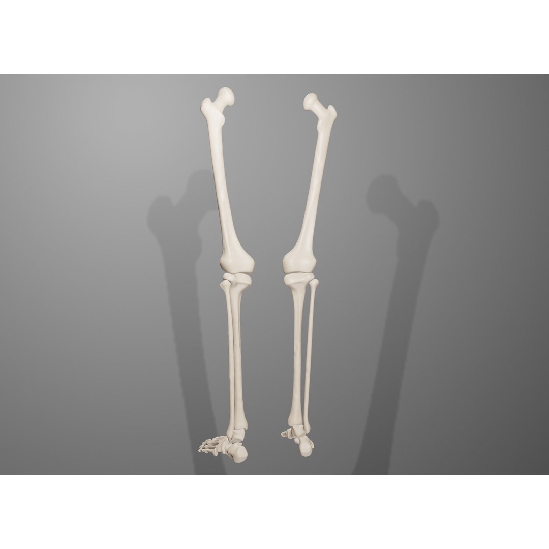 Human Leg Bones 3D Model – Anatomically Accurate PBR Asset, FBX - View 17