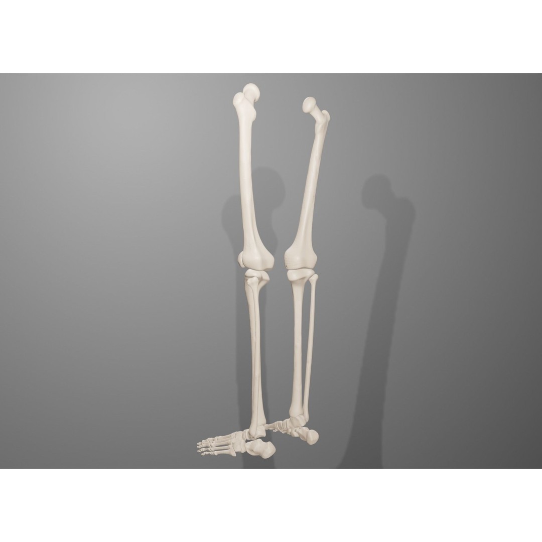 Human Leg Bones 3D Model – Anatomically Accurate PBR Asset, FBX - View 18