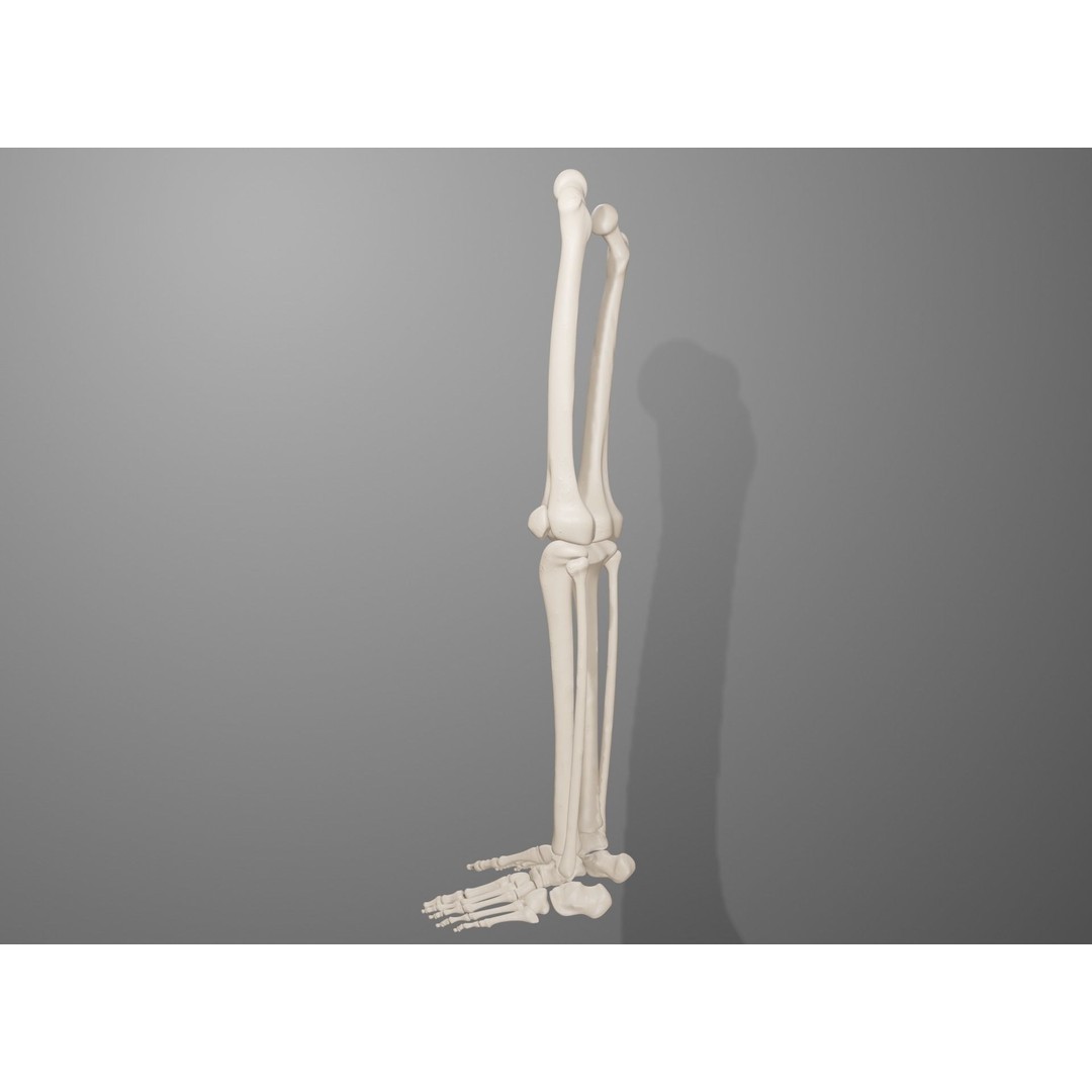 Human Leg Bones 3D Model – Anatomically Accurate PBR Asset, FBX - View 19