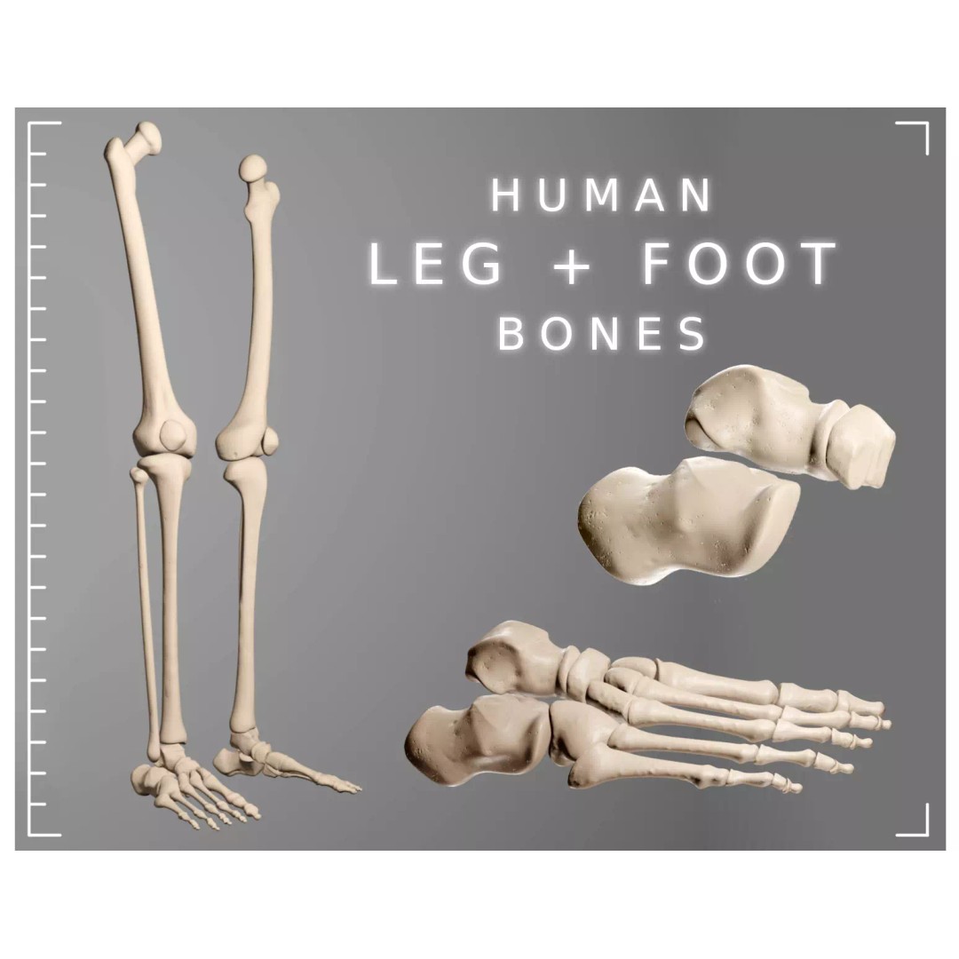 Human Leg Bones 3D Model – Anatomically Accurate PBR Asset, FBX - View 2