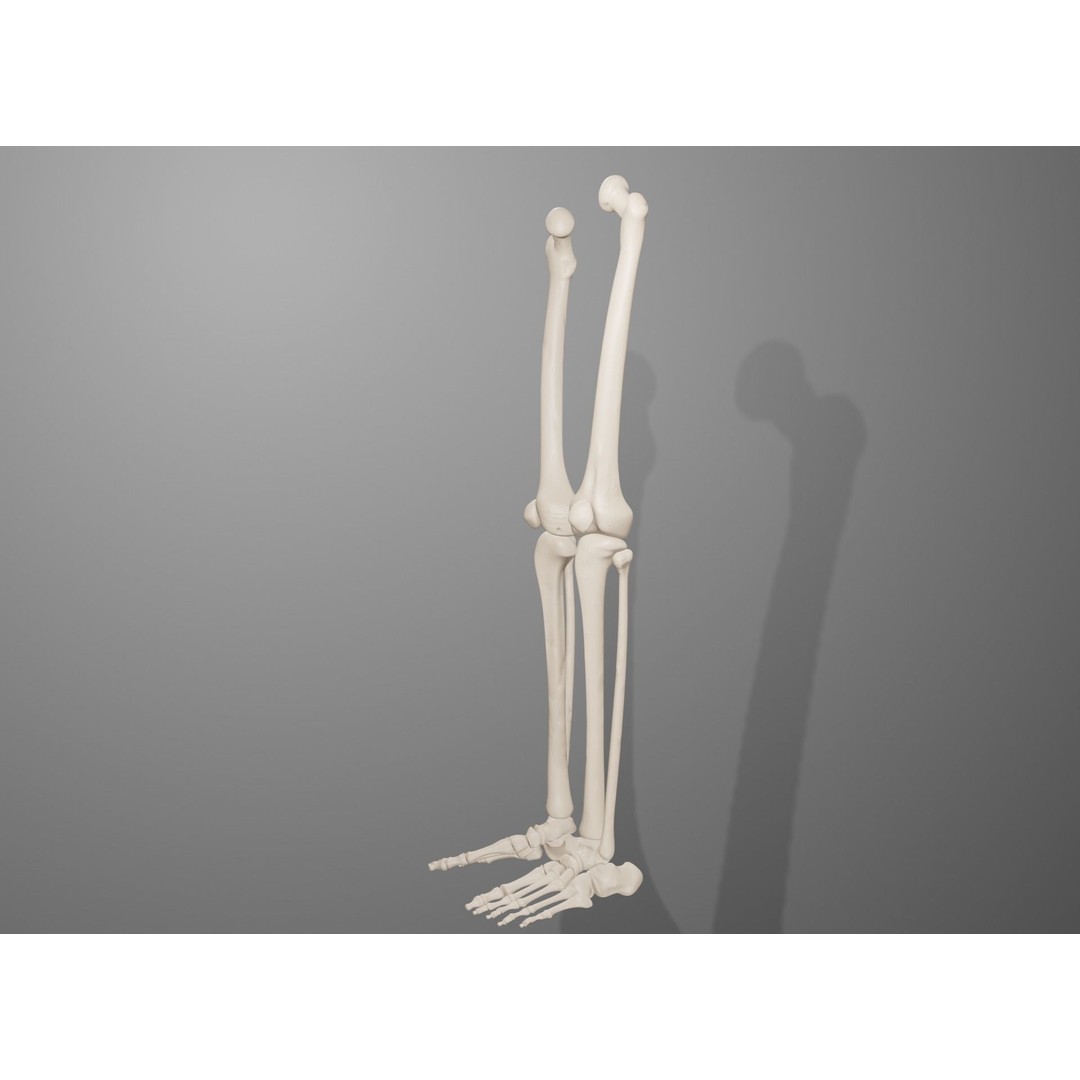Human Leg Bones 3D Model – Anatomically Accurate PBR Asset, FBX - View 20