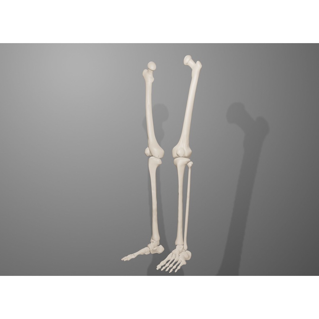 Human Leg Bones 3D Model – Anatomically Accurate PBR Asset, FBX - View 21
