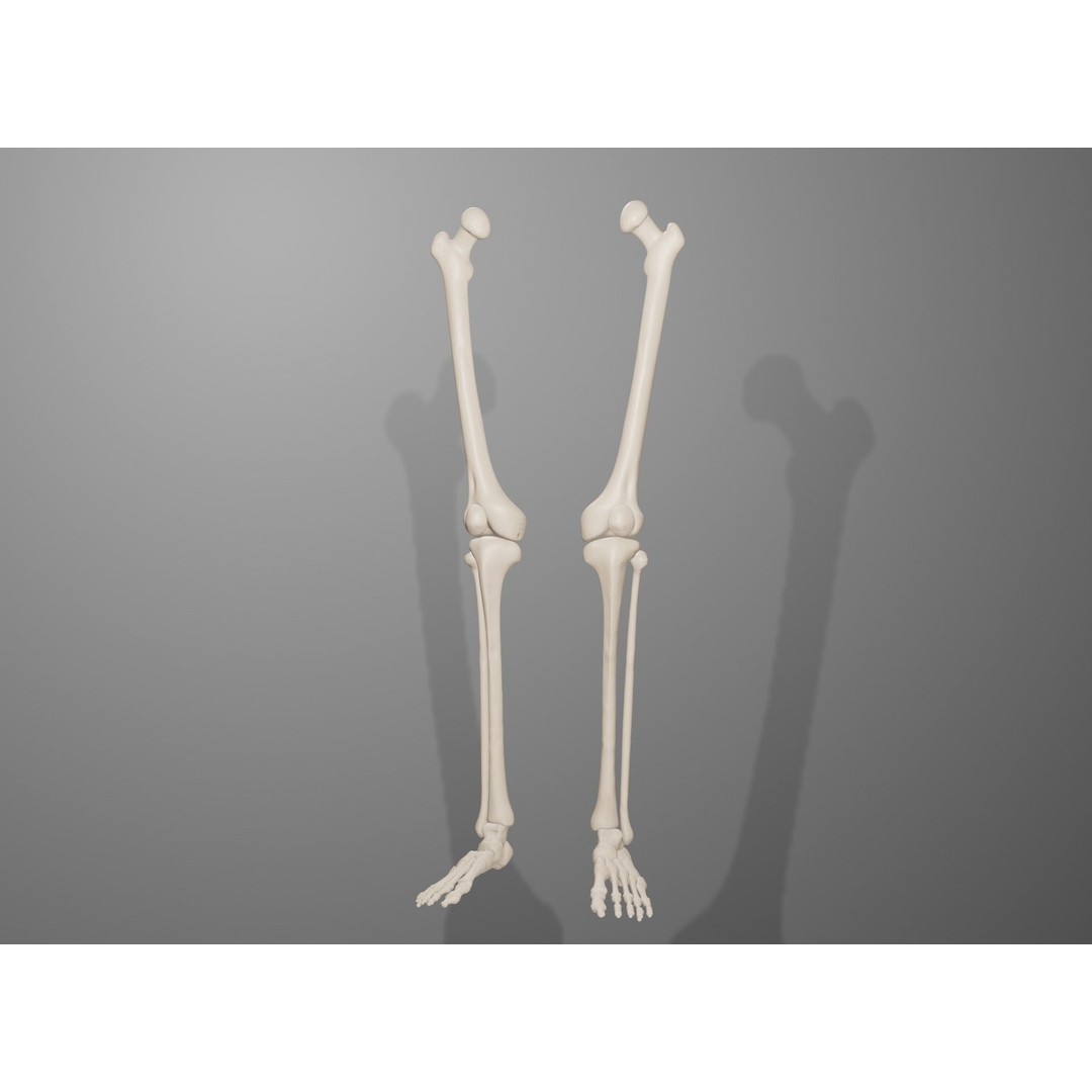 Human Leg Bones 3D Model – Anatomically Accurate PBR Asset, FBX - View 22