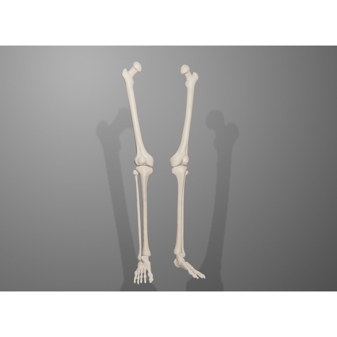 Human Leg Bones 3D Model – Anatomically Accurate PBR Asset, FBX - View 23
