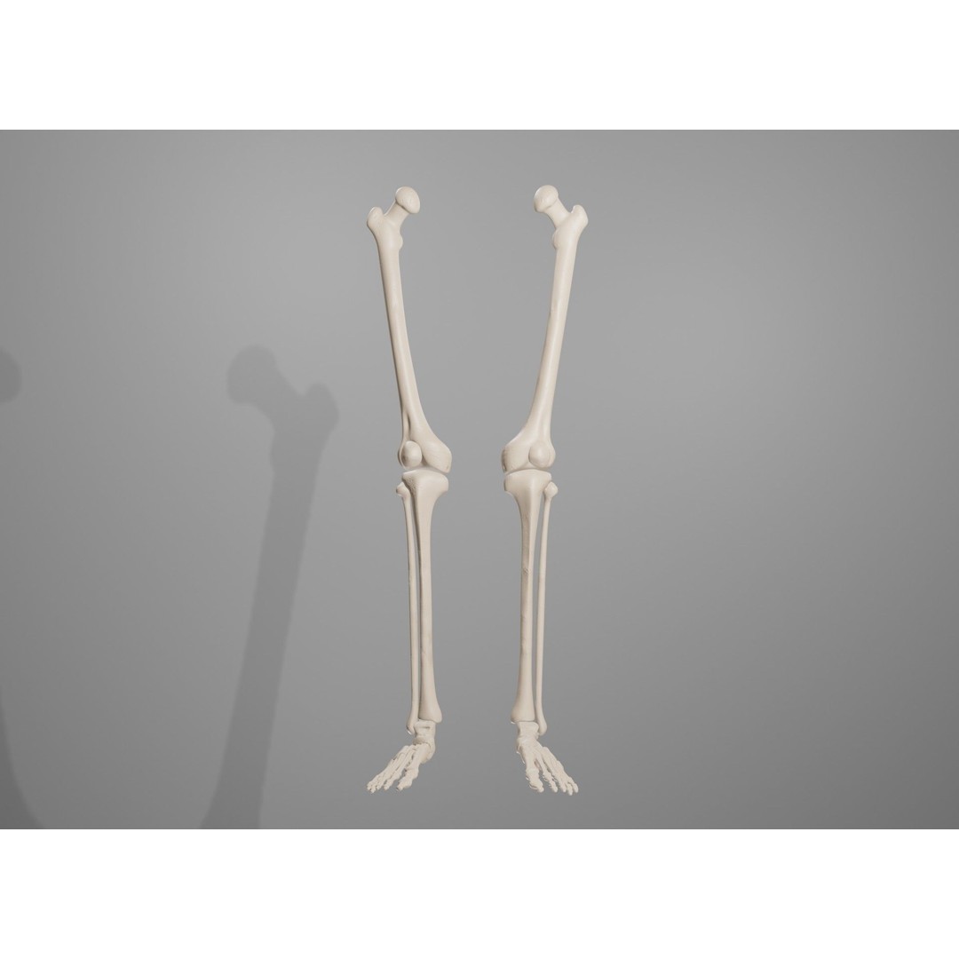 Human Leg Bones 3D Model – Anatomically Accurate PBR Asset, FBX - View 24
