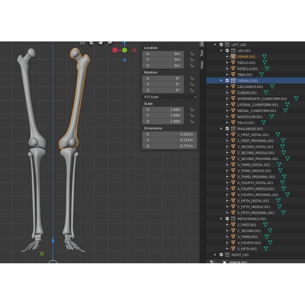 Human Leg Bones 3D Model – Anatomically Accurate PBR Asset, FBX - View 25