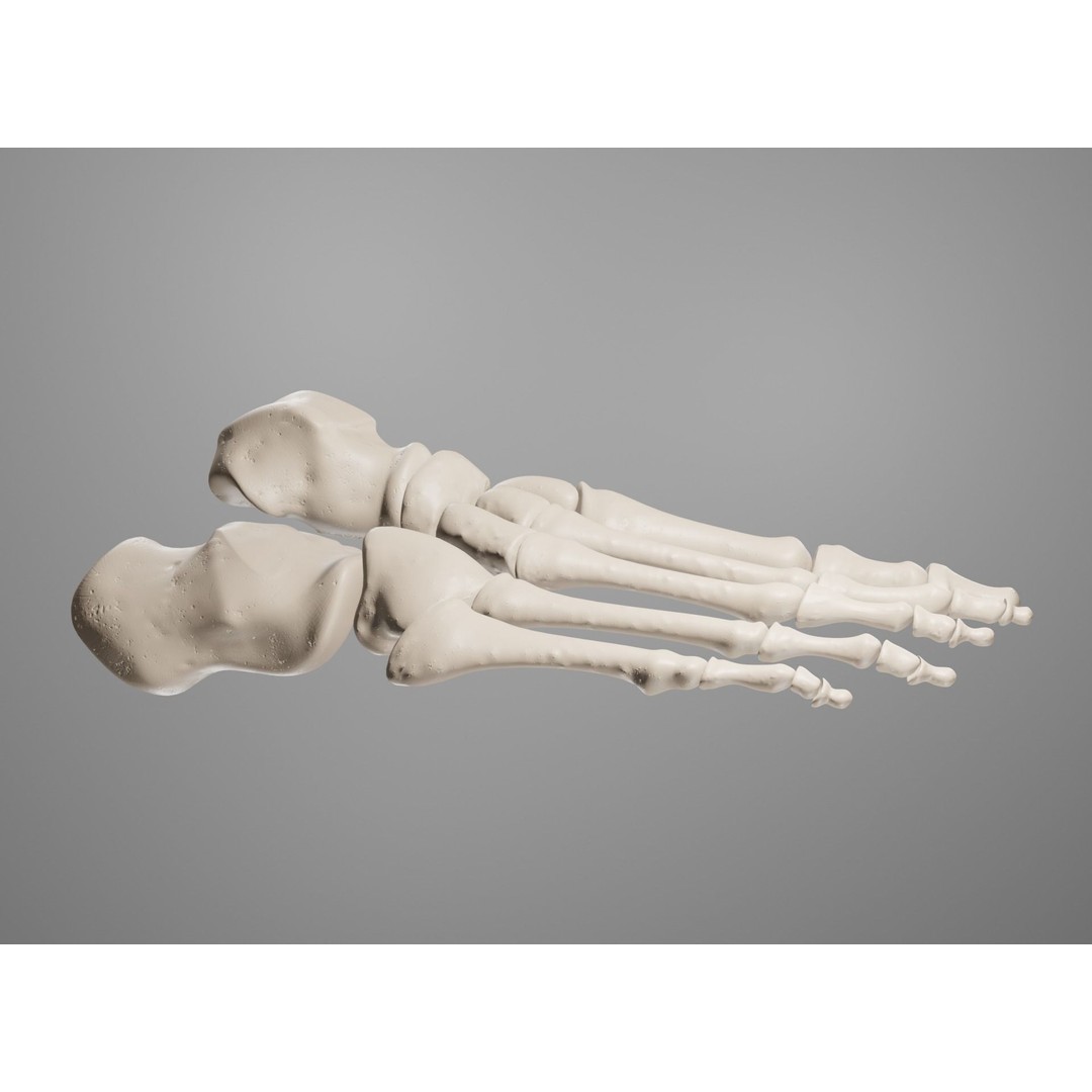 Human Leg Bones 3D Model – Anatomically Accurate PBR Asset, FBX - View 29
