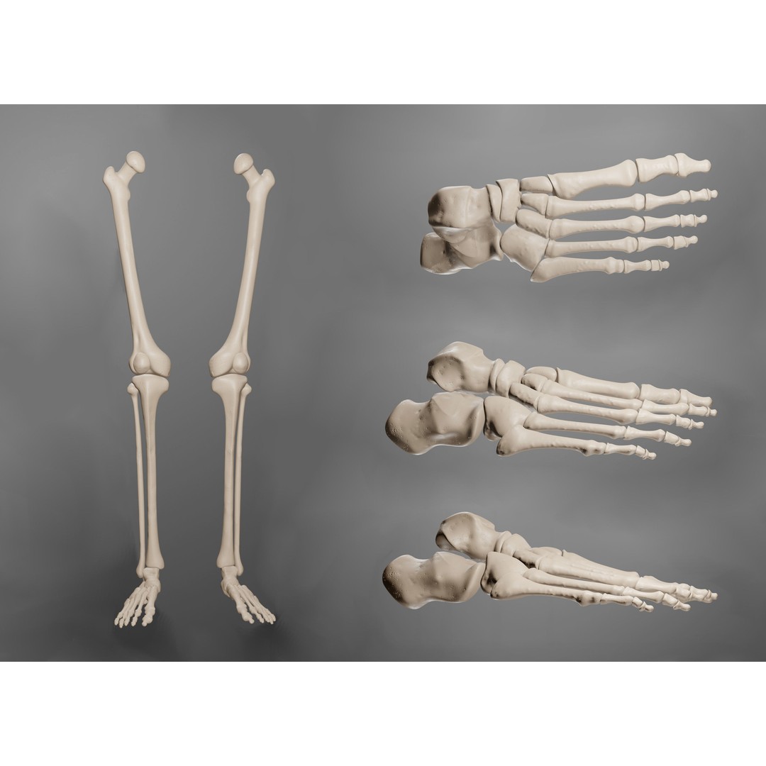 Human Leg Bones 3D Model – Anatomically Accurate PBR Asset, FBX - View 3