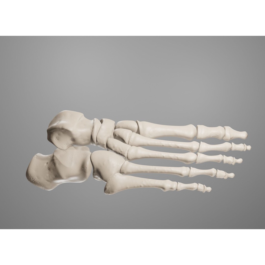 Human Leg Bones 3D Model – Anatomically Accurate PBR Asset, FBX - View 30
