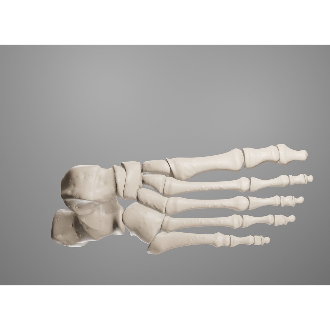 Human Leg Bones 3D Model – Anatomically Accurate PBR Asset, FBX - View 31