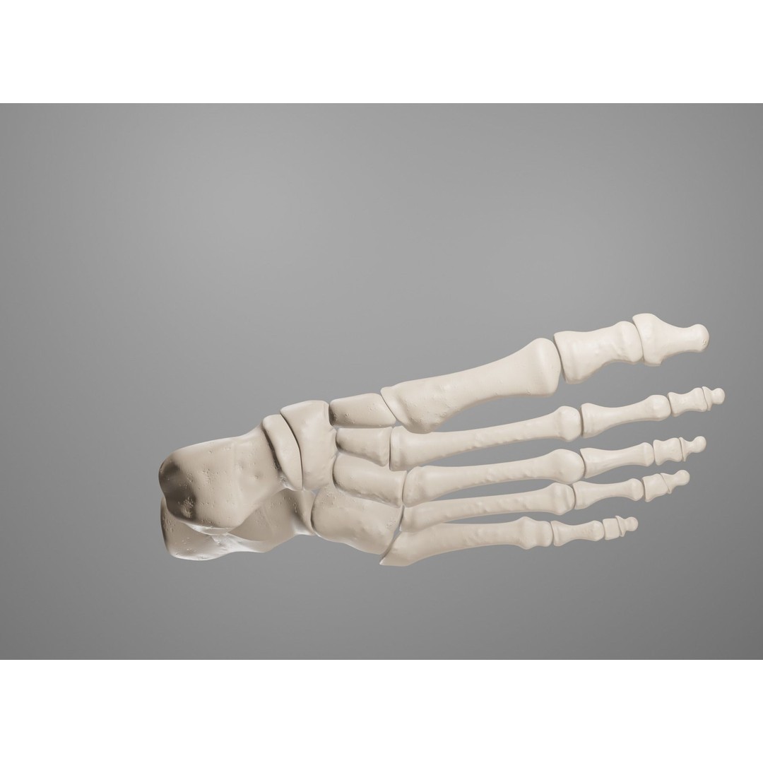 Human Leg Bones 3D Model – Anatomically Accurate PBR Asset, FBX - View 32