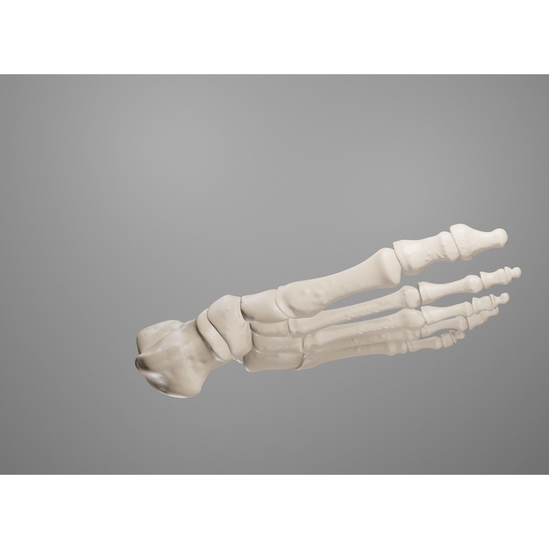 Human Leg Bones 3D Model – Anatomically Accurate PBR Asset, FBX - View 33