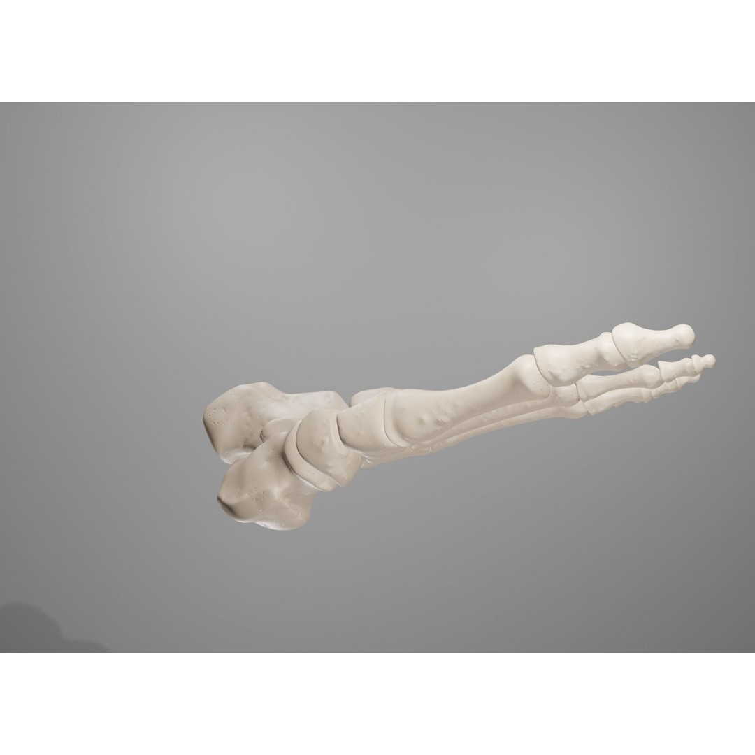 Human Leg Bones 3D Model – Anatomically Accurate PBR Asset, FBX - View 34