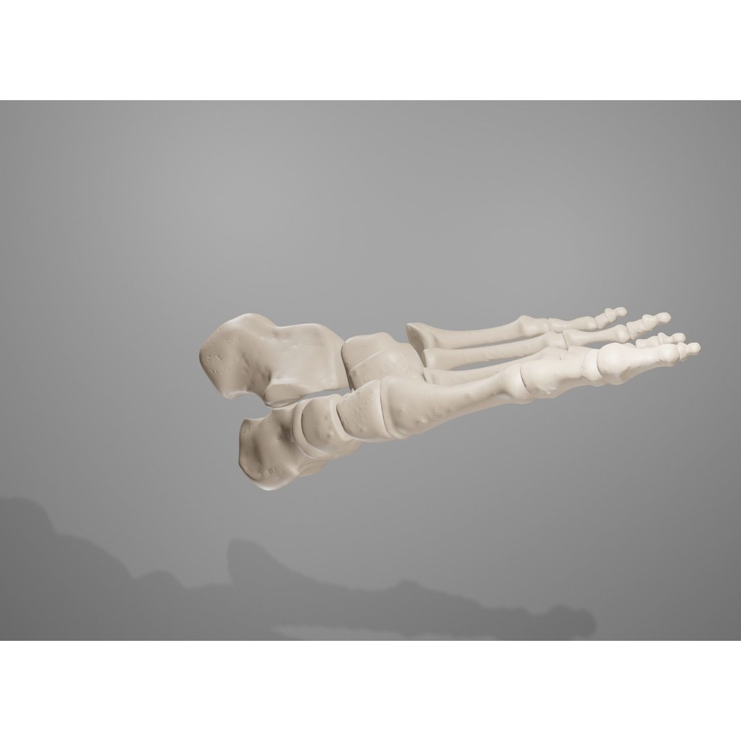Human Leg Bones 3D Model – Anatomically Accurate PBR Asset, FBX - View 35