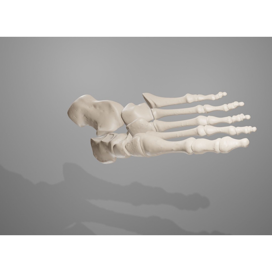 Human Leg Bones 3D Model – Anatomically Accurate PBR Asset, FBX - View 36