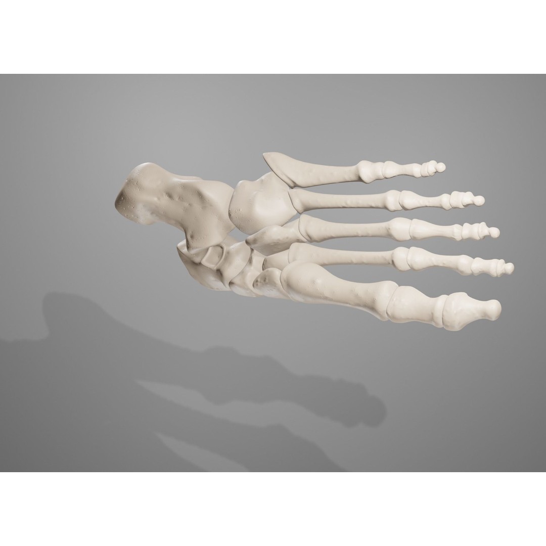 Human Leg Bones 3D Model – Anatomically Accurate PBR Asset, FBX - View 37