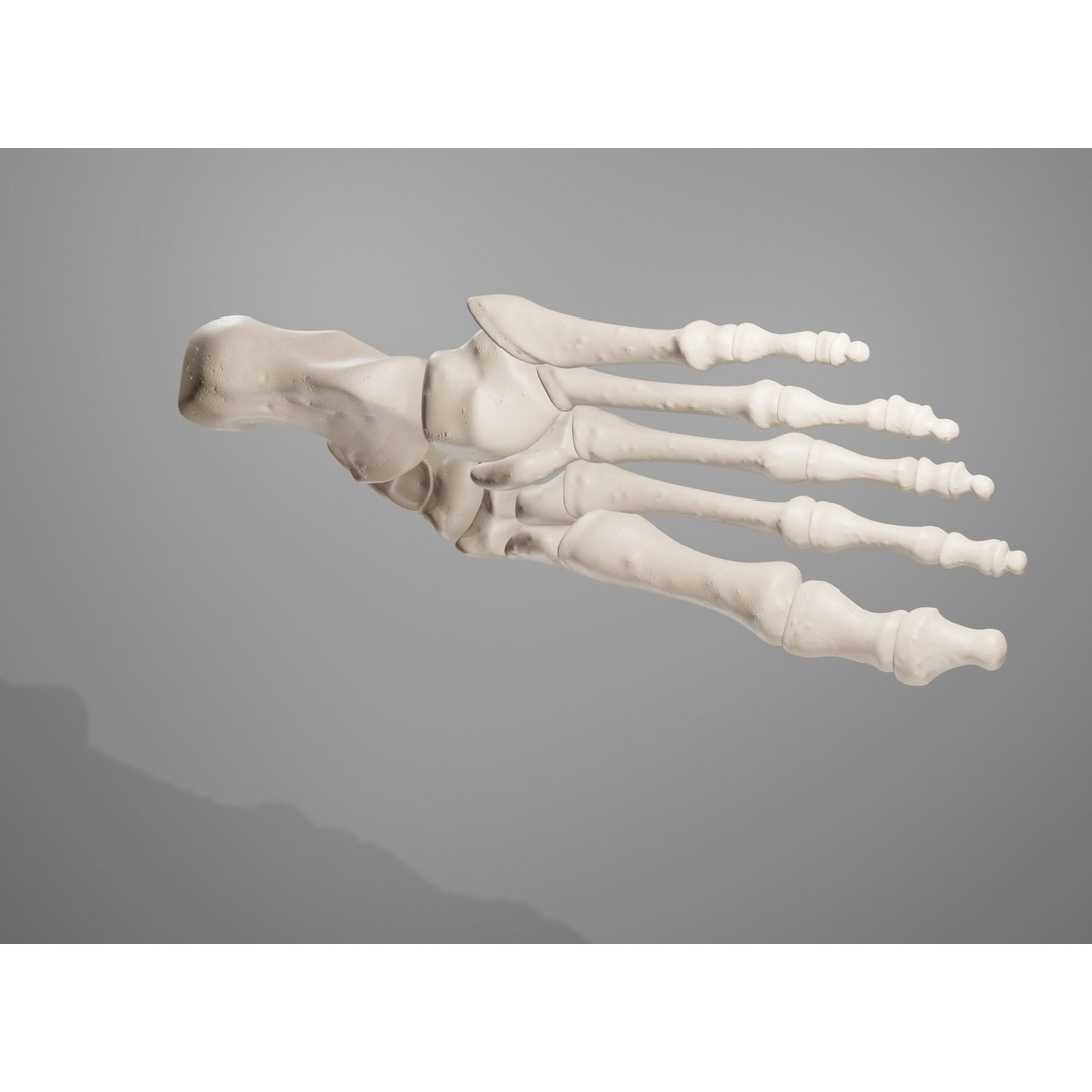 Human Leg Bones 3D Model – Anatomically Accurate PBR Asset, FBX - View 38