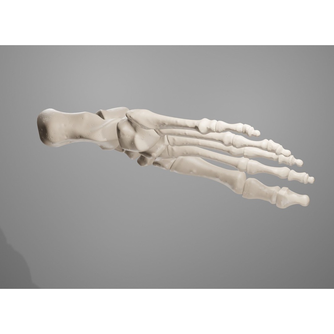 Human Leg Bones 3D Model – Anatomically Accurate PBR Asset, FBX - View 39