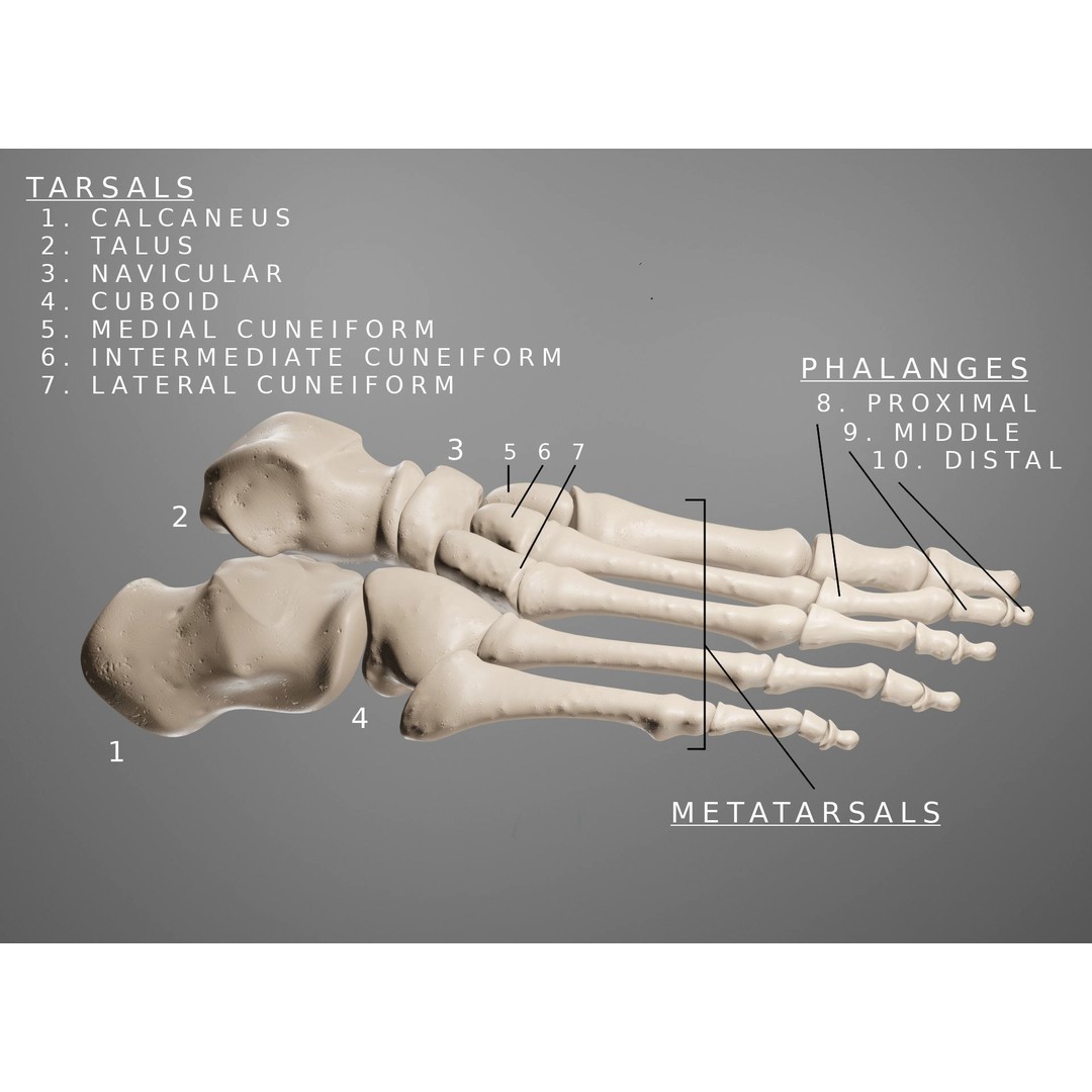 Human Leg Bones 3D Model – Anatomically Accurate PBR Asset, FBX - View 4