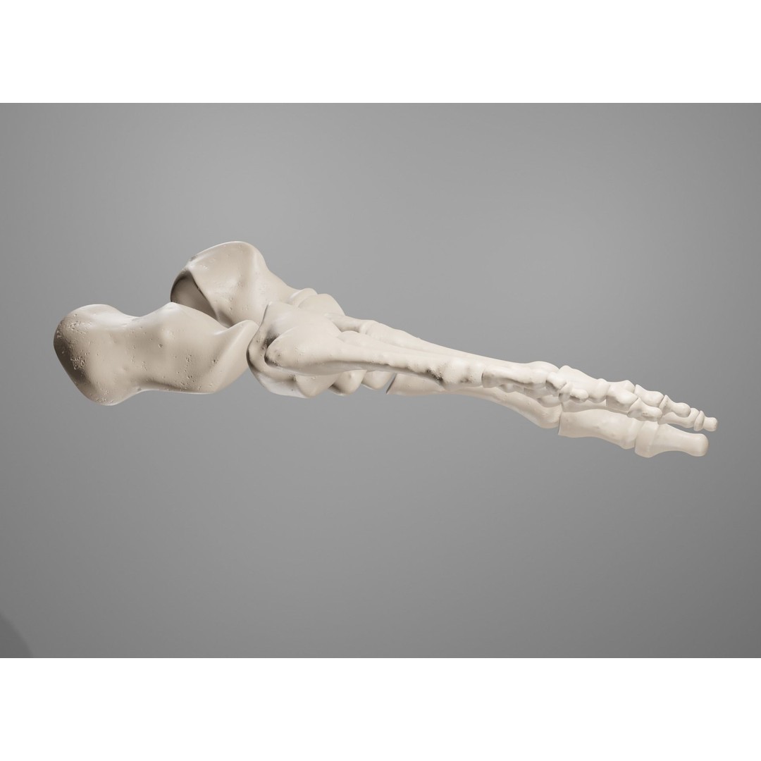 Human Leg Bones 3D Model – Anatomically Accurate PBR Asset, FBX - View 40