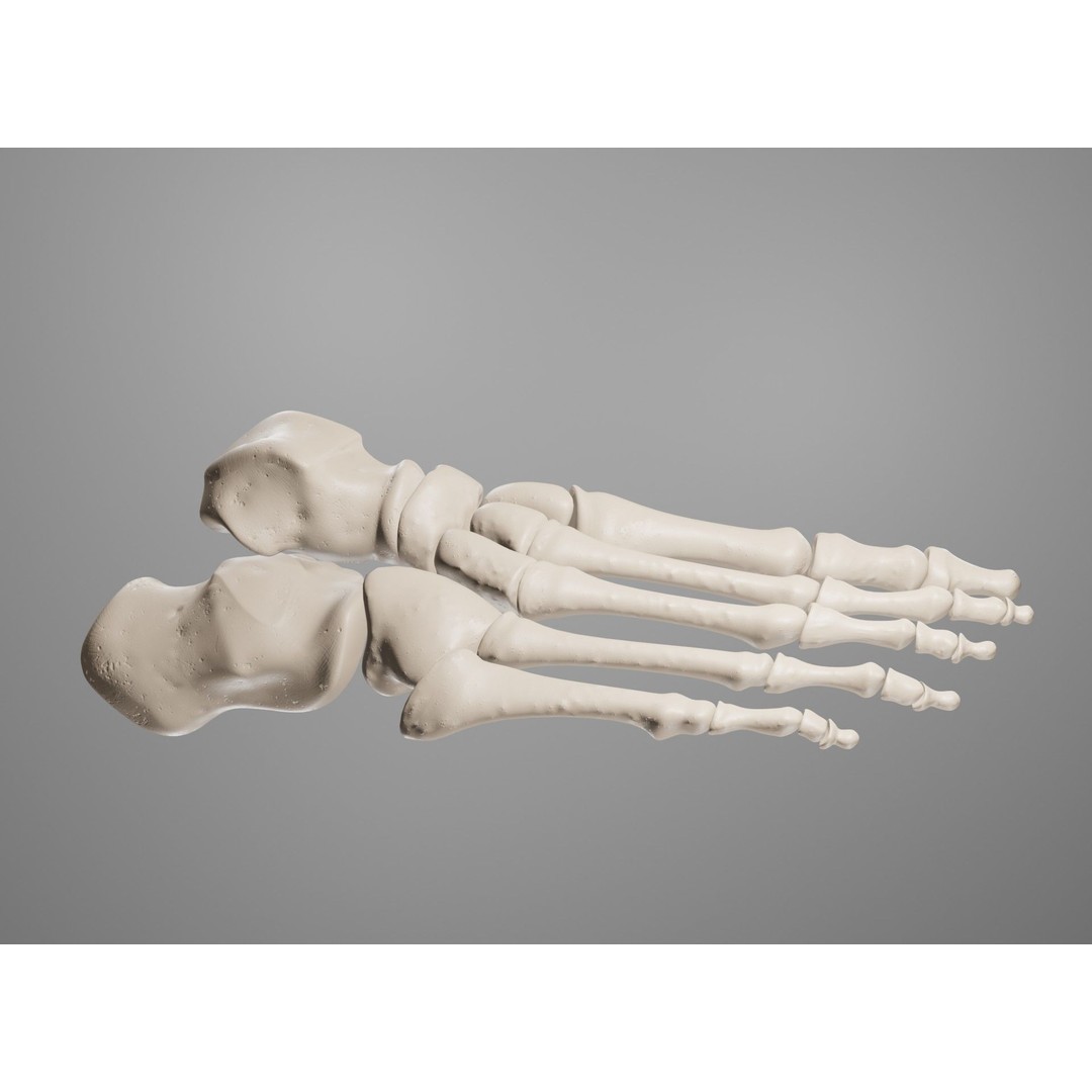 Human Leg Bones 3D Model – Anatomically Accurate PBR Asset, FBX - View 41