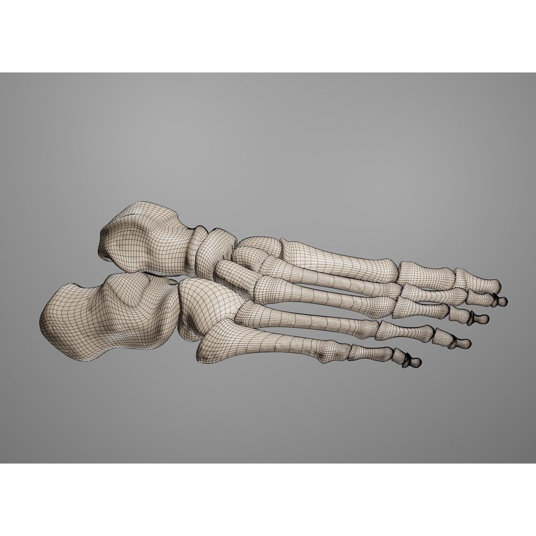 Human Leg Bones 3D Model – Anatomically Accurate PBR Asset, FBX - View 42