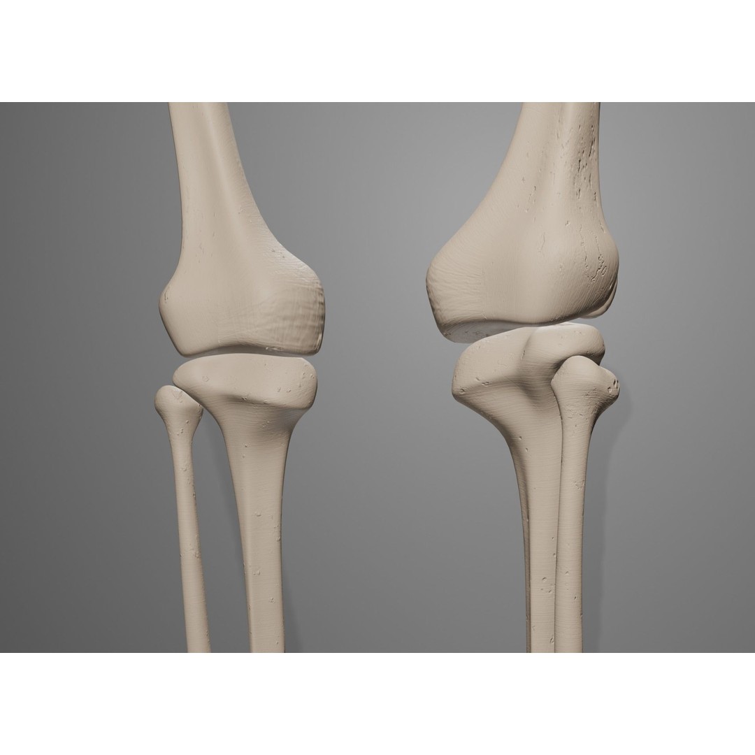 Human Leg Bones 3D Model – Anatomically Accurate PBR Asset, FBX - View 43