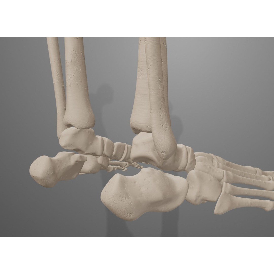 Human Leg Bones 3D Model – Anatomically Accurate PBR Asset, FBX - View 44