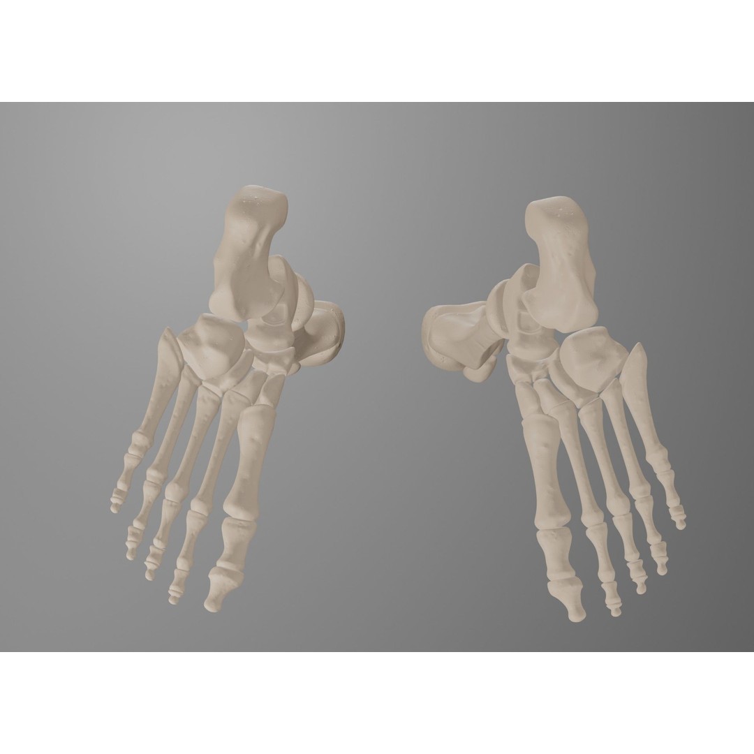 Human Leg Bones 3D Model – Anatomically Accurate PBR Asset, FBX - View 45