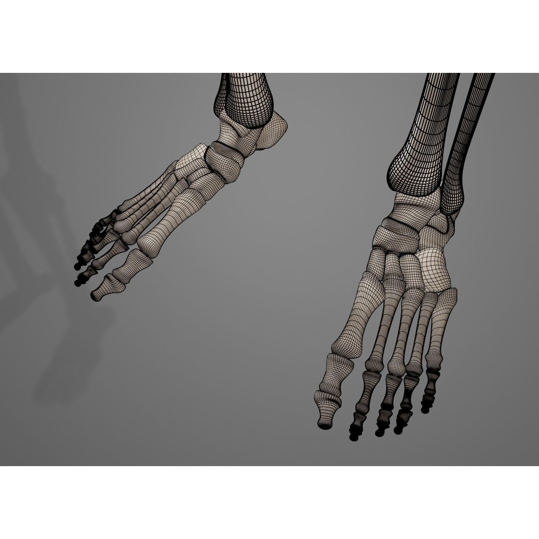 Human Leg Bones 3D Model – Anatomically Accurate PBR Asset, FBX - View 47