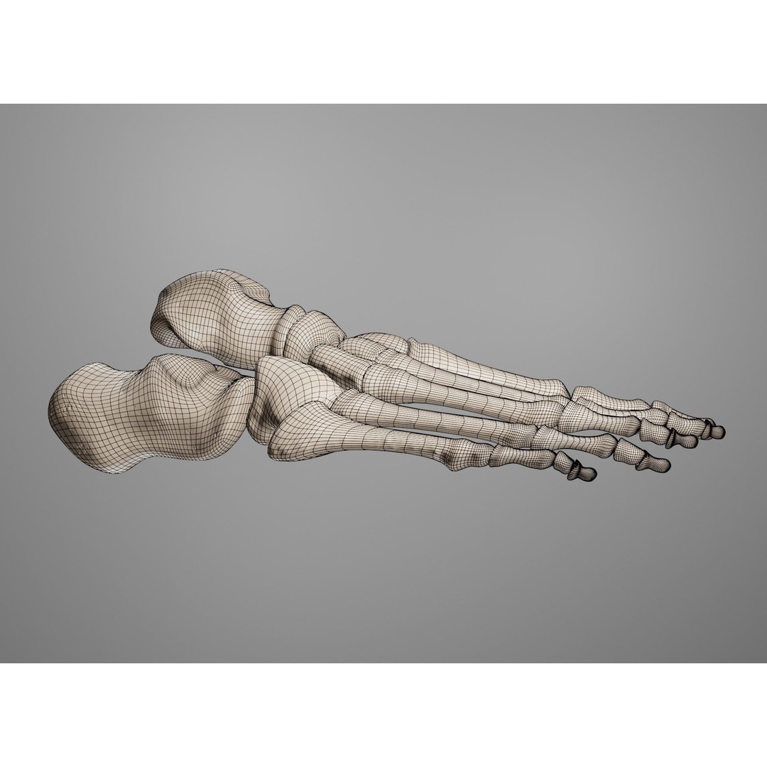 Human Leg Bones 3D Model – Anatomically Accurate PBR Asset, FBX - View 48