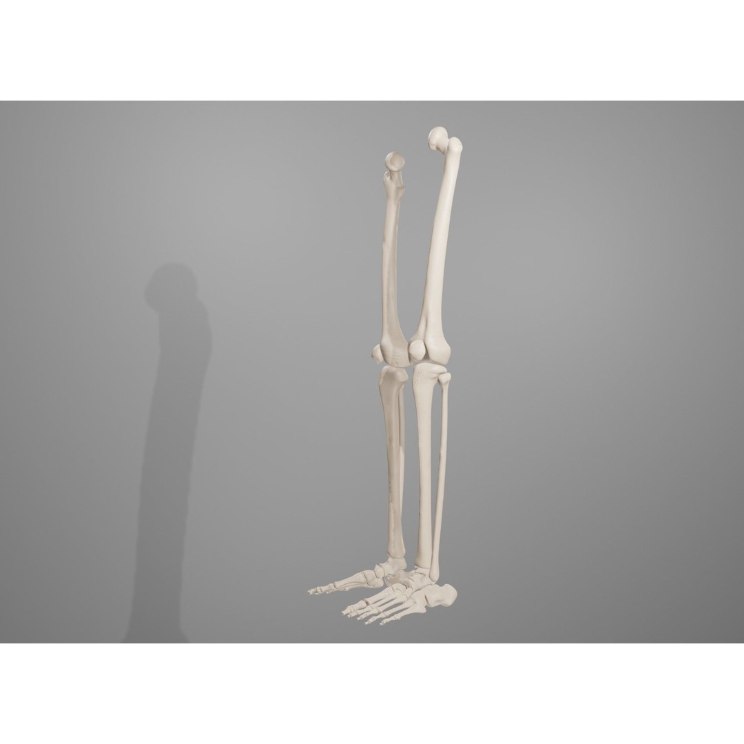 Human Leg Bones 3D Model – Anatomically Accurate PBR Asset, FBX - View 5