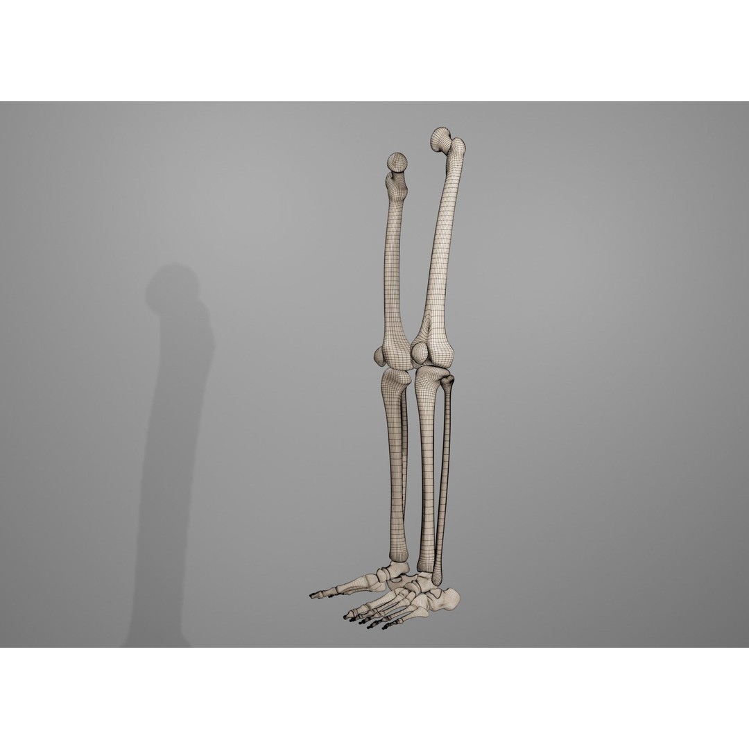 Human Leg Bones 3D Model – Anatomically Accurate PBR Asset, FBX - View 6
