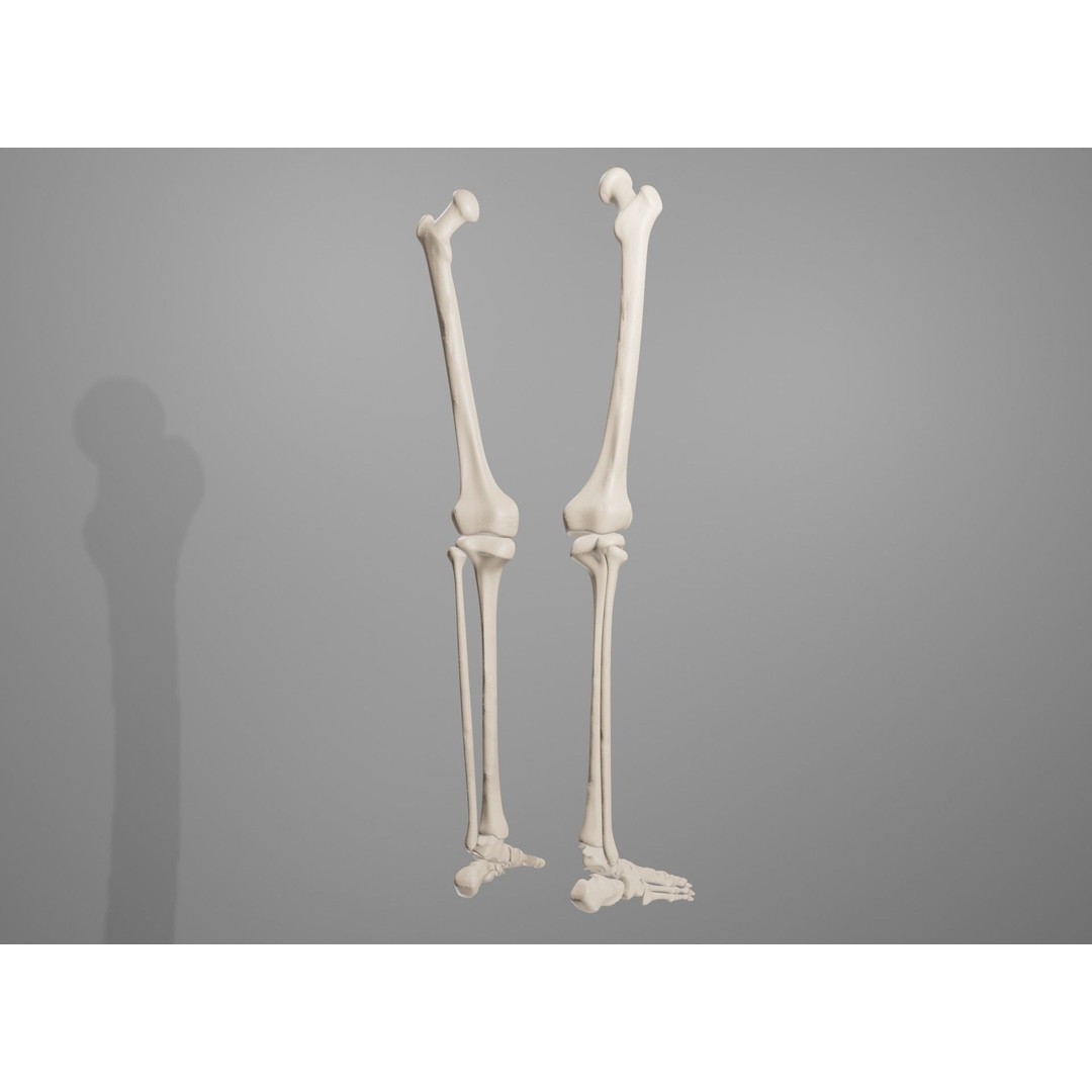 Human Leg Bones 3D Model – Anatomically Accurate PBR Asset, FBX - View 7