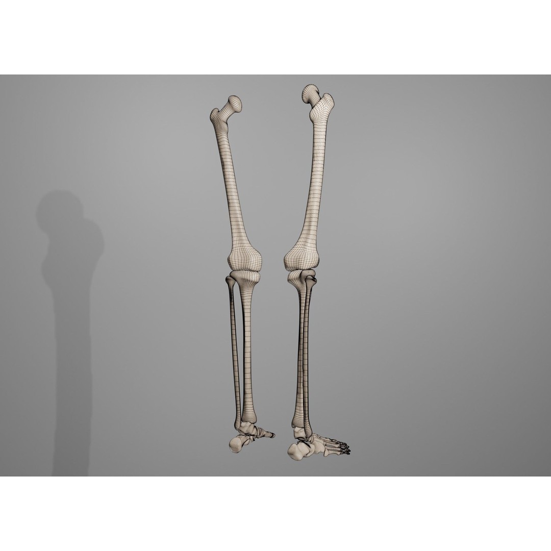 Human Leg Bones 3D Model – Anatomically Accurate PBR Asset, FBX - View 8