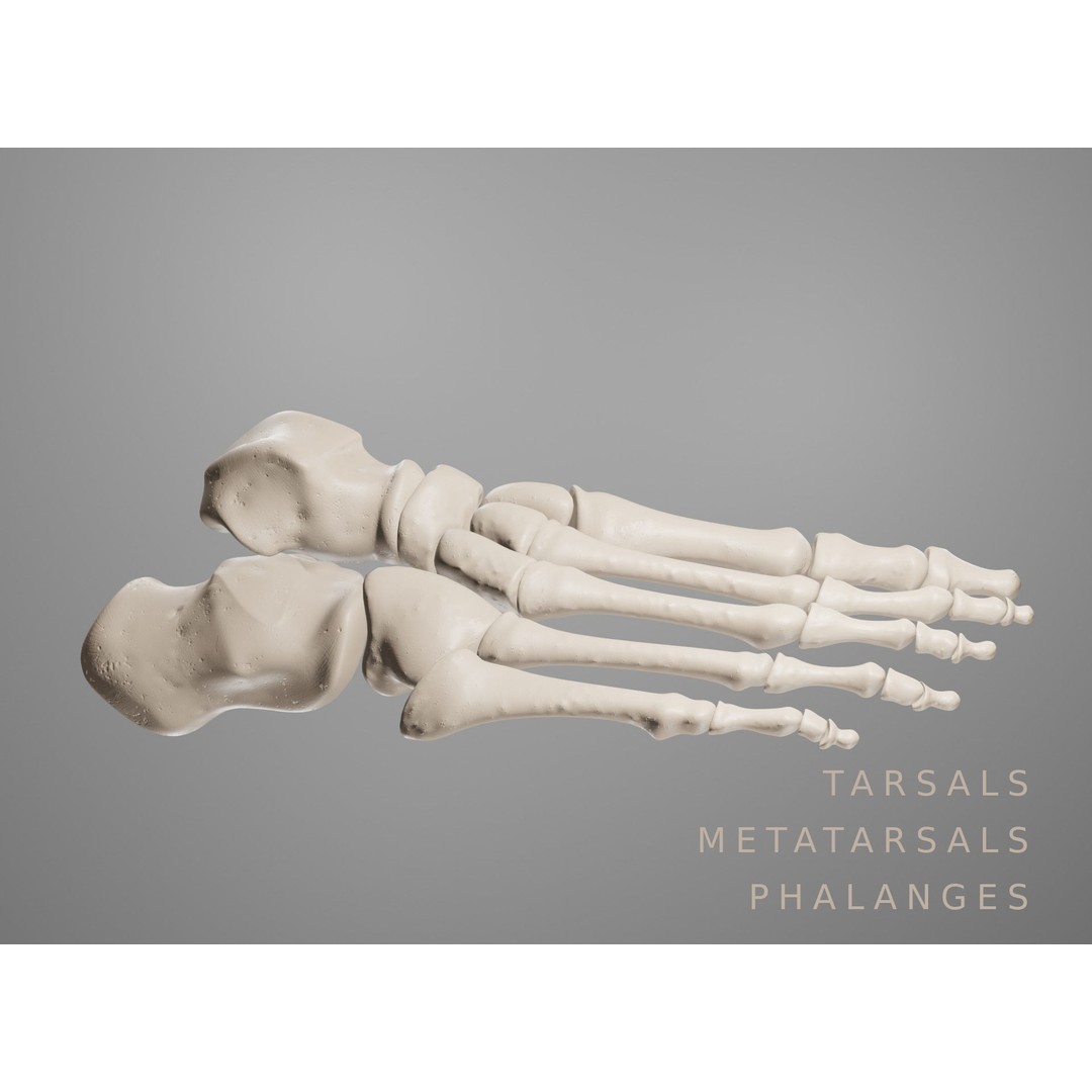 Human Leg Bones 3D Model – Anatomically Accurate PBR Asset, FBX - View 9