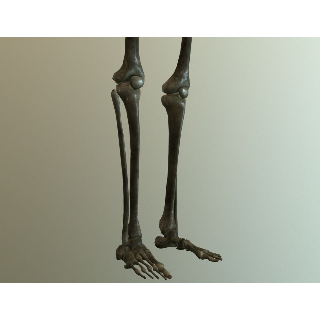 Human Skeleton 3D Model – Low Poly Anatomy Asset, FBX, PBR