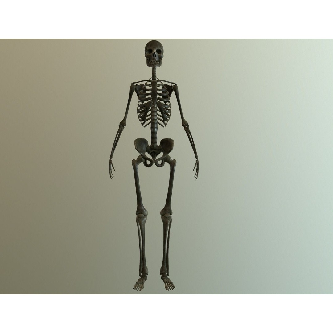 Human Skeleton 3D Model – Low Poly Anatomy Asset, FBX, PBR - View 2