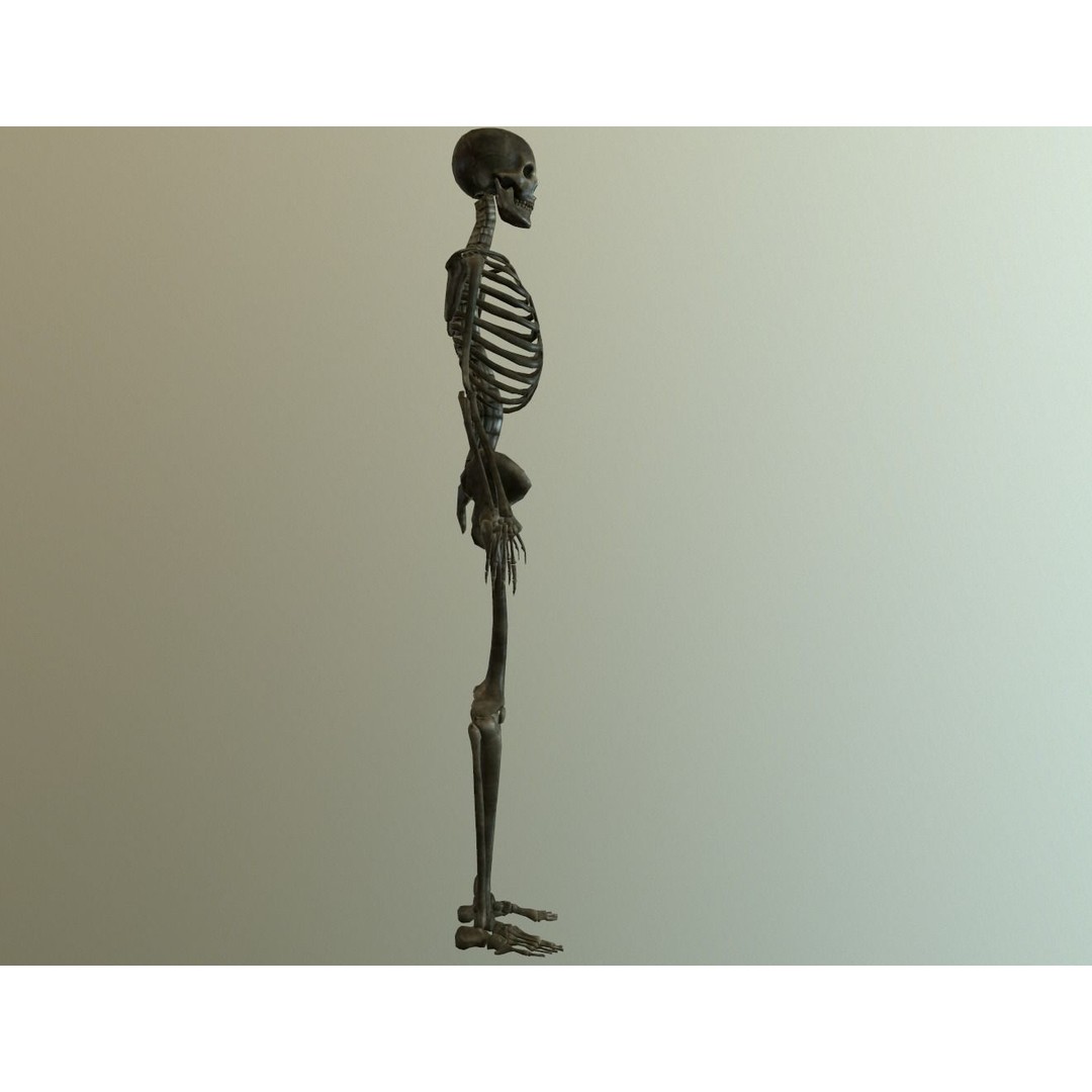 Human Skeleton 3D Model – Low Poly Anatomy Asset, FBX, PBR - View 3