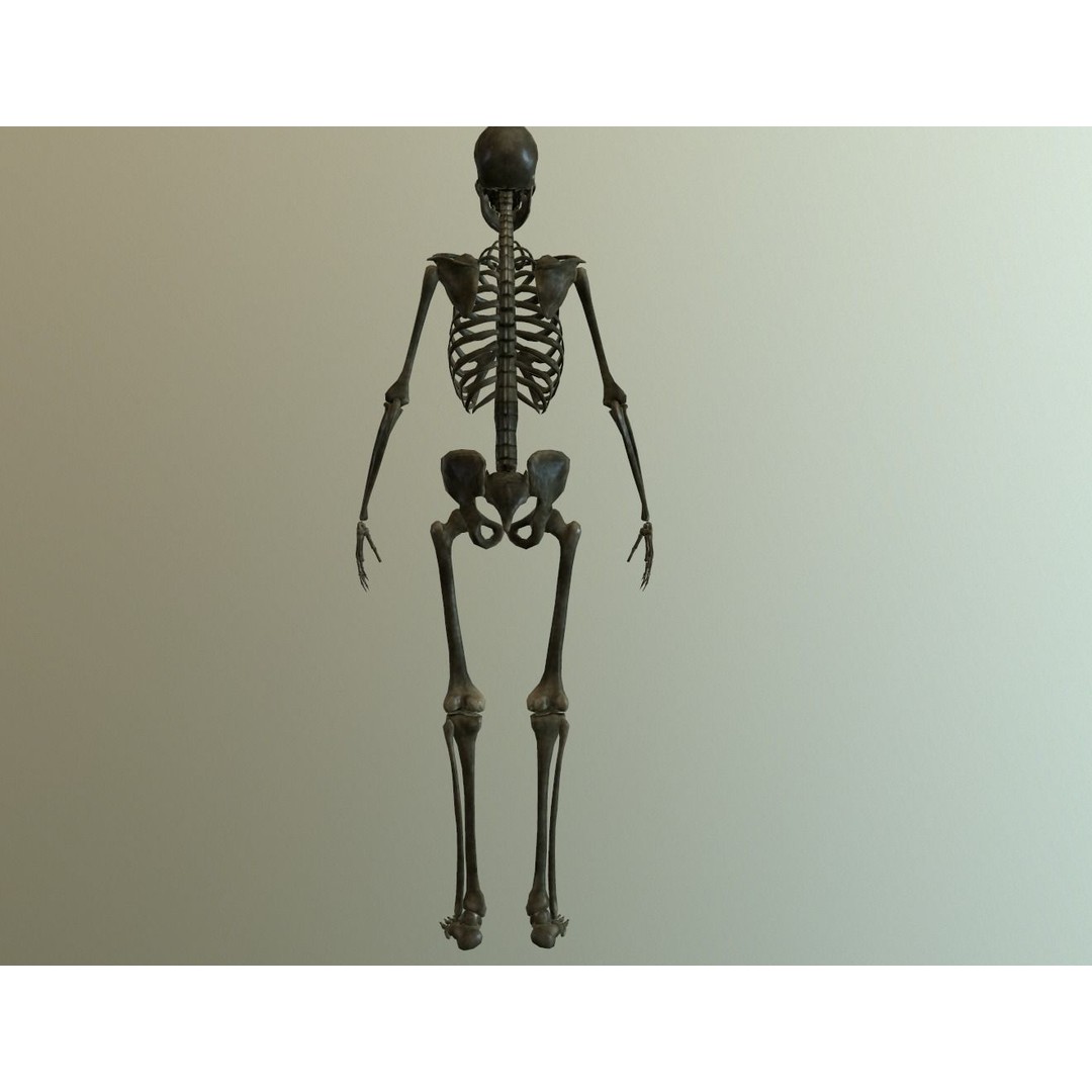 Human Skeleton 3D Model – Low Poly Anatomy Asset, FBX, PBR - View 4