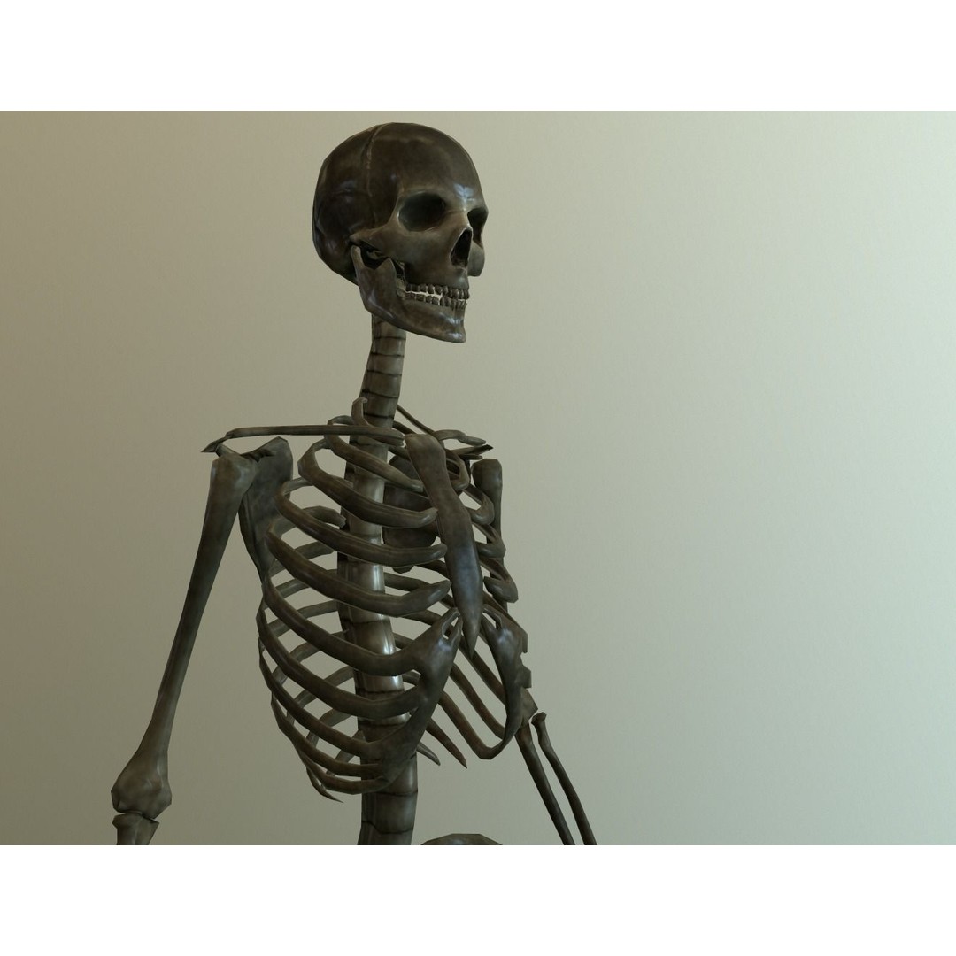 Human Skeleton 3D Model – Low Poly Anatomy Asset, FBX, PBR - View 5