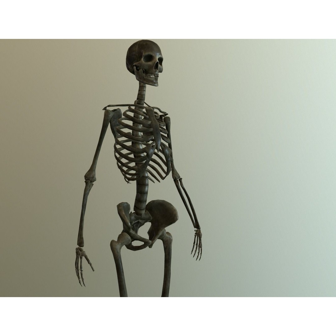 Human Skeleton 3D Model – Low Poly Anatomy Asset, FBX, PBR - View 6