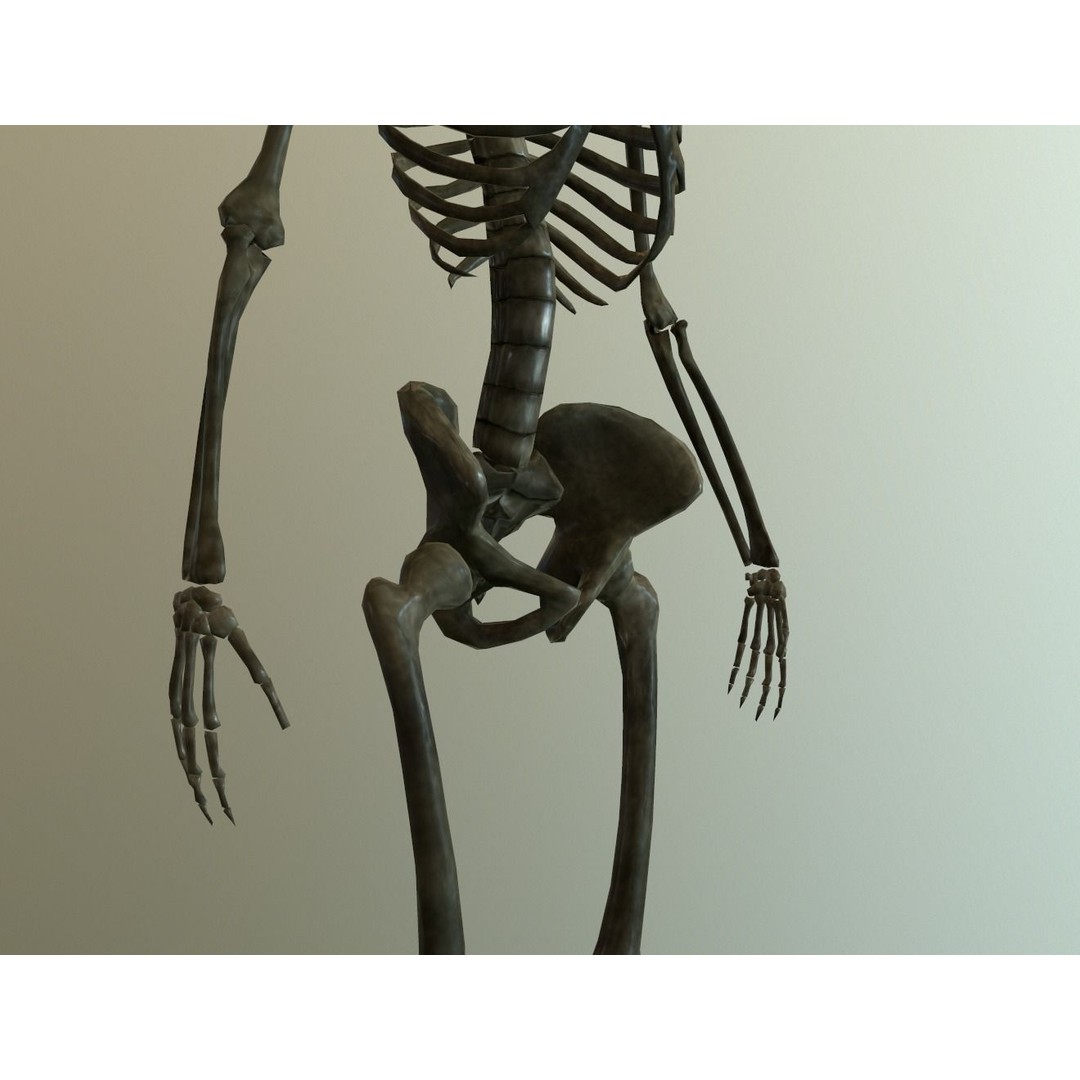 Human Skeleton 3D Model – Low Poly Anatomy Asset, FBX, PBR - View 7