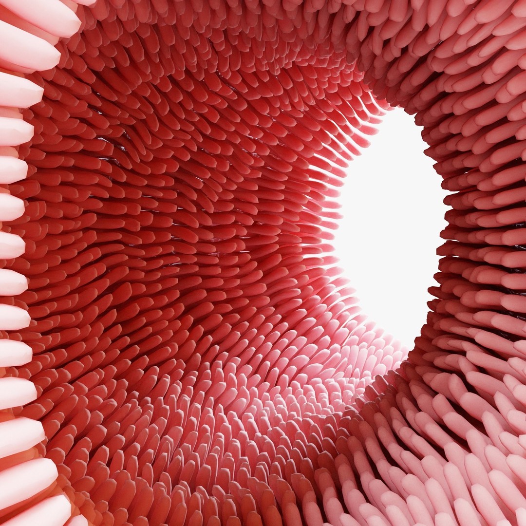 Intestinal Villi Animation 3D Model – High Poly PBR Asset, FBX, OBJ - View 3