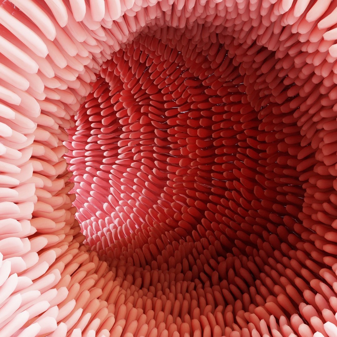 Intestinal Villi Animation 3D Model – High Poly PBR Asset, FBX, OBJ - View 4