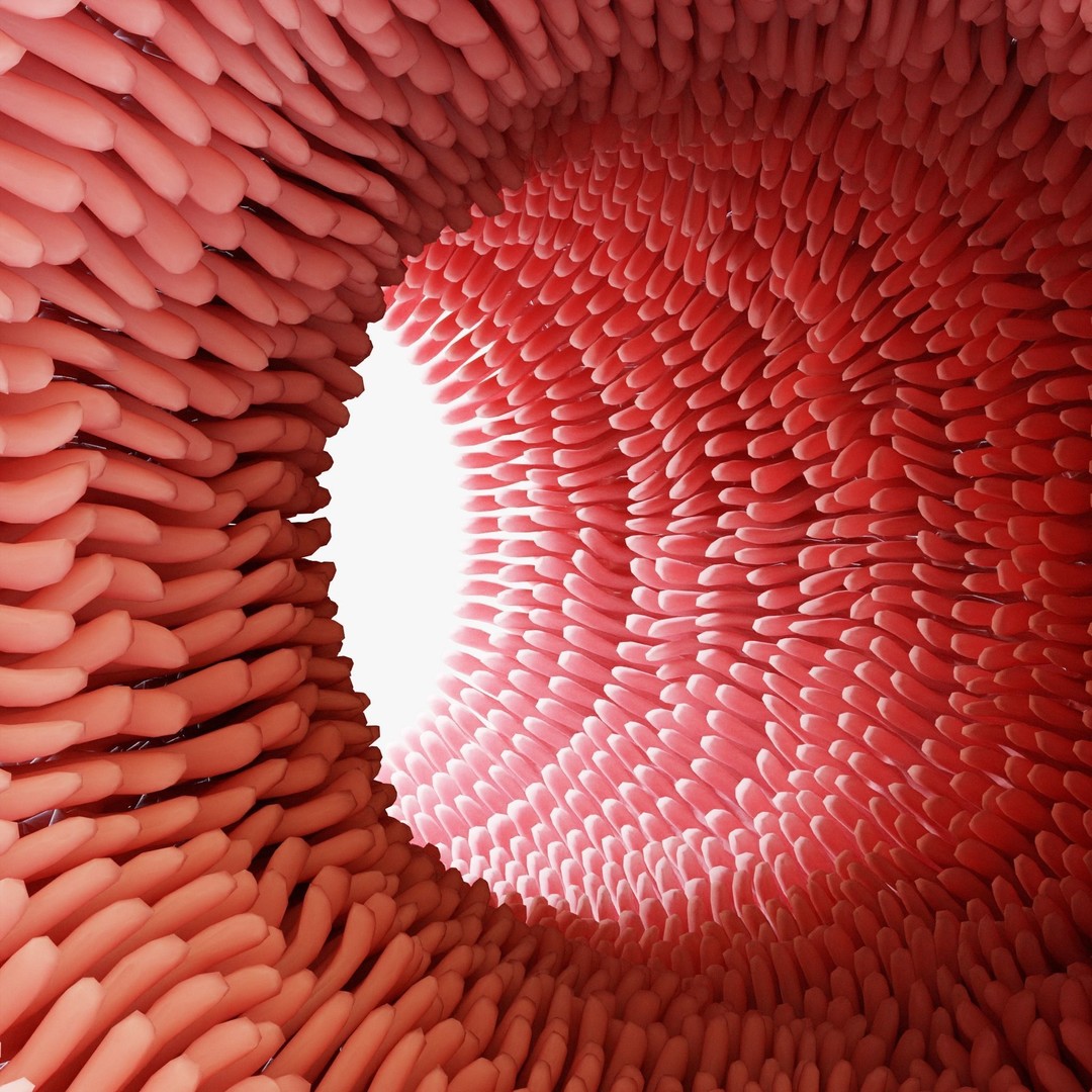 Intestinal Villi Animation 3D Model – High Poly PBR Asset, FBX, OBJ - View 5