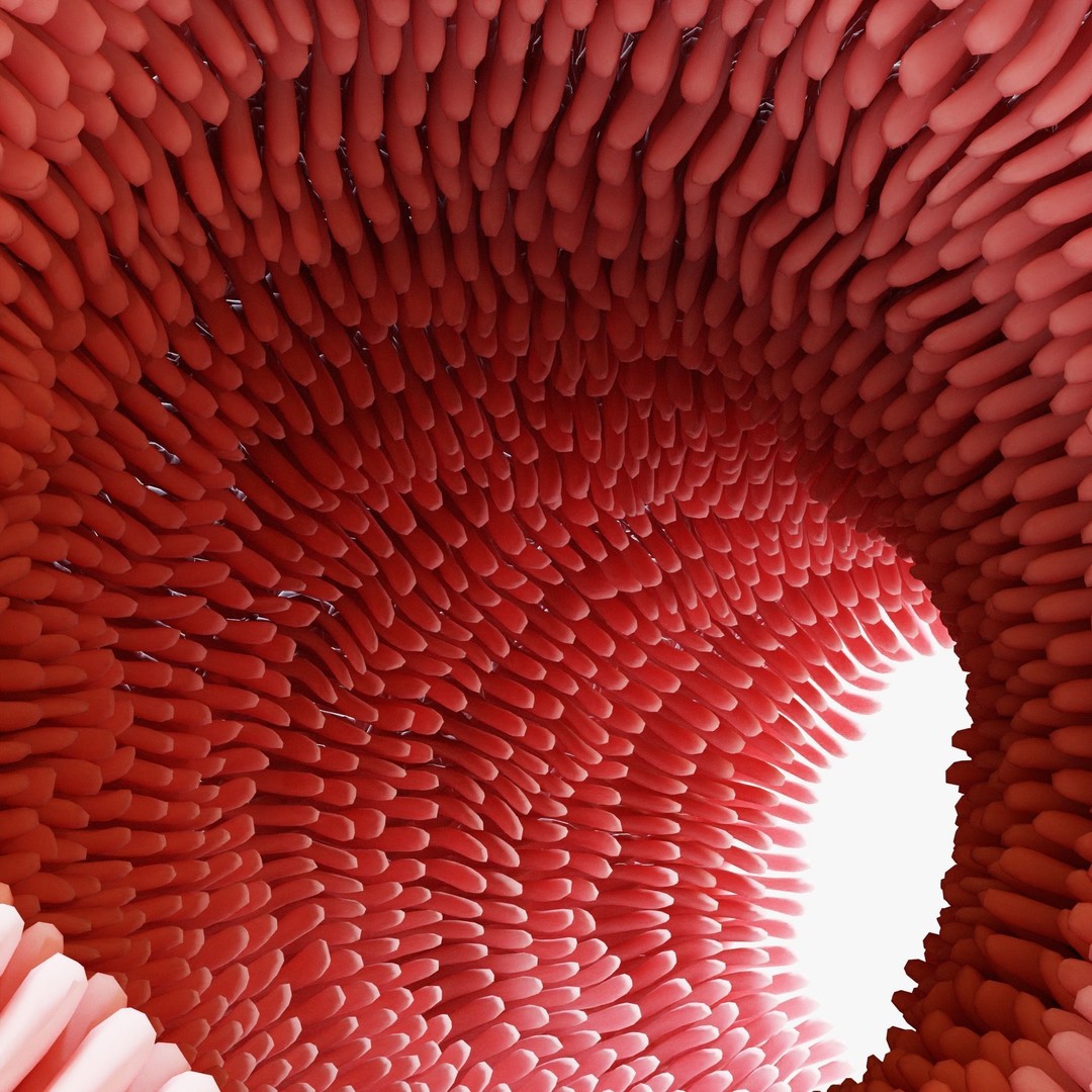 Intestinal Villi Animation 3D Model – High Poly PBR Asset, FBX, OBJ - View 6