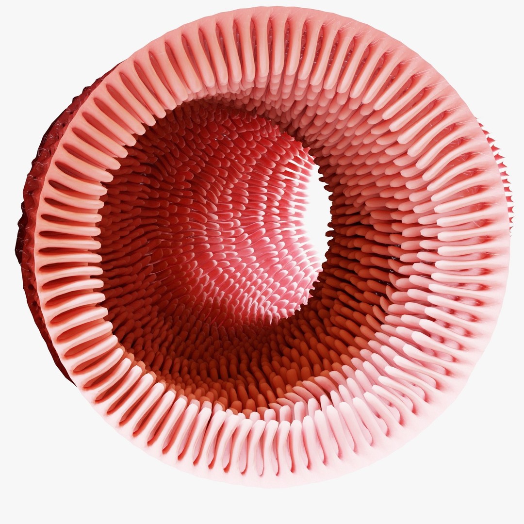 Intestinal Villi Animation 3D Model – High Poly PBR Asset, FBX, OBJ - View 7
