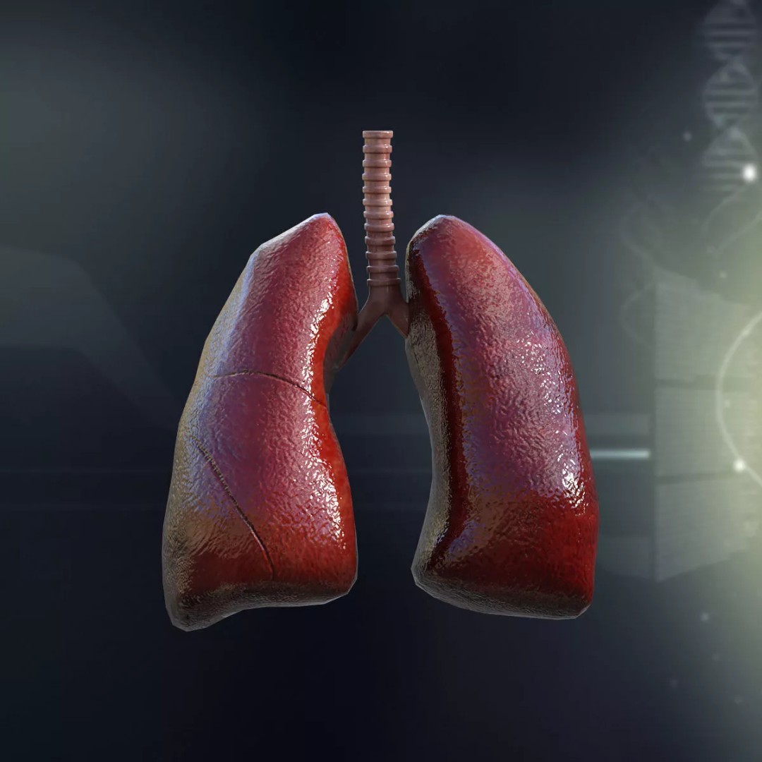 Human Internal Organs 3D Model – High-Quality Anatomy Asset, FBX - View 10