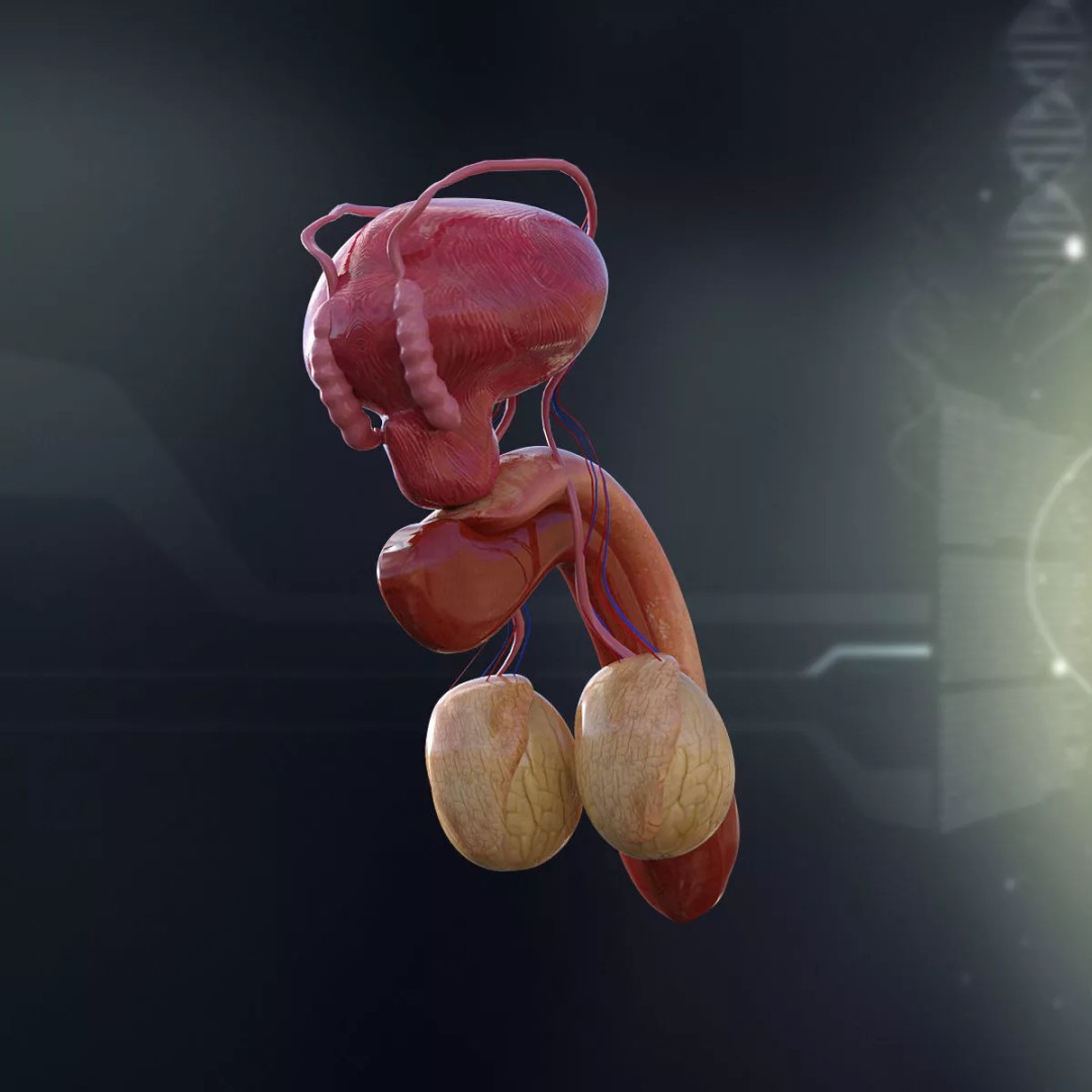 Human Internal Organs 3D Model – High-Quality Anatomy Asset, FBX - View 11